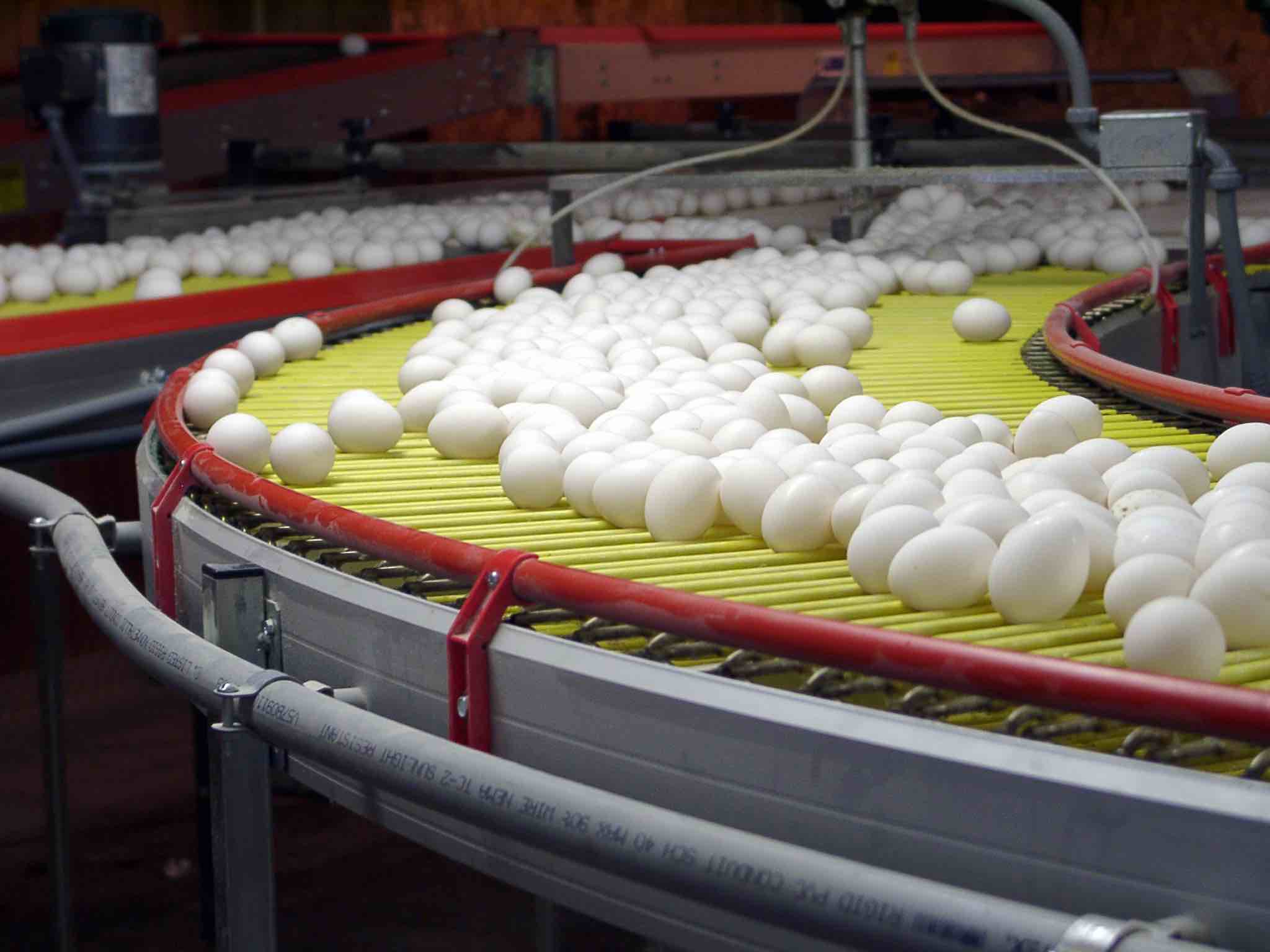 Lubing Curved Egg Conveyor