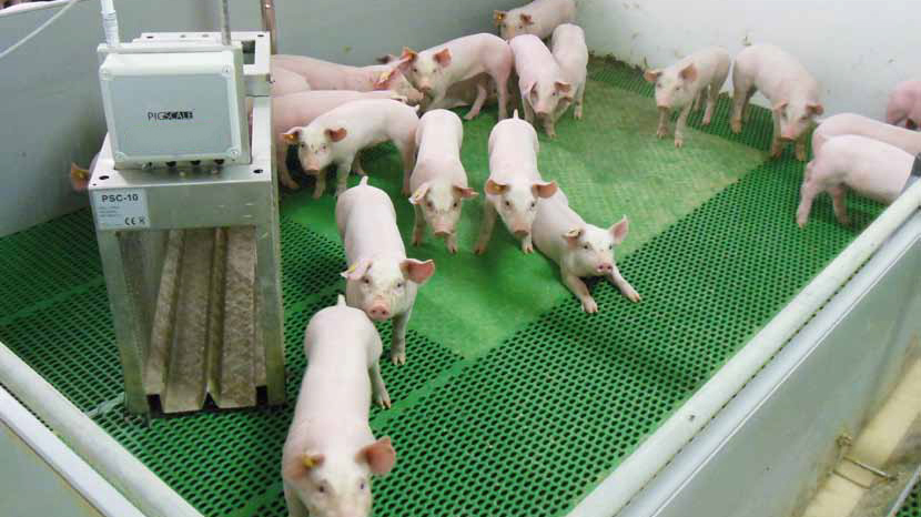 PigScale 