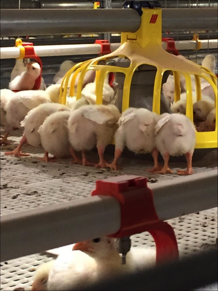 Broiler Colony System