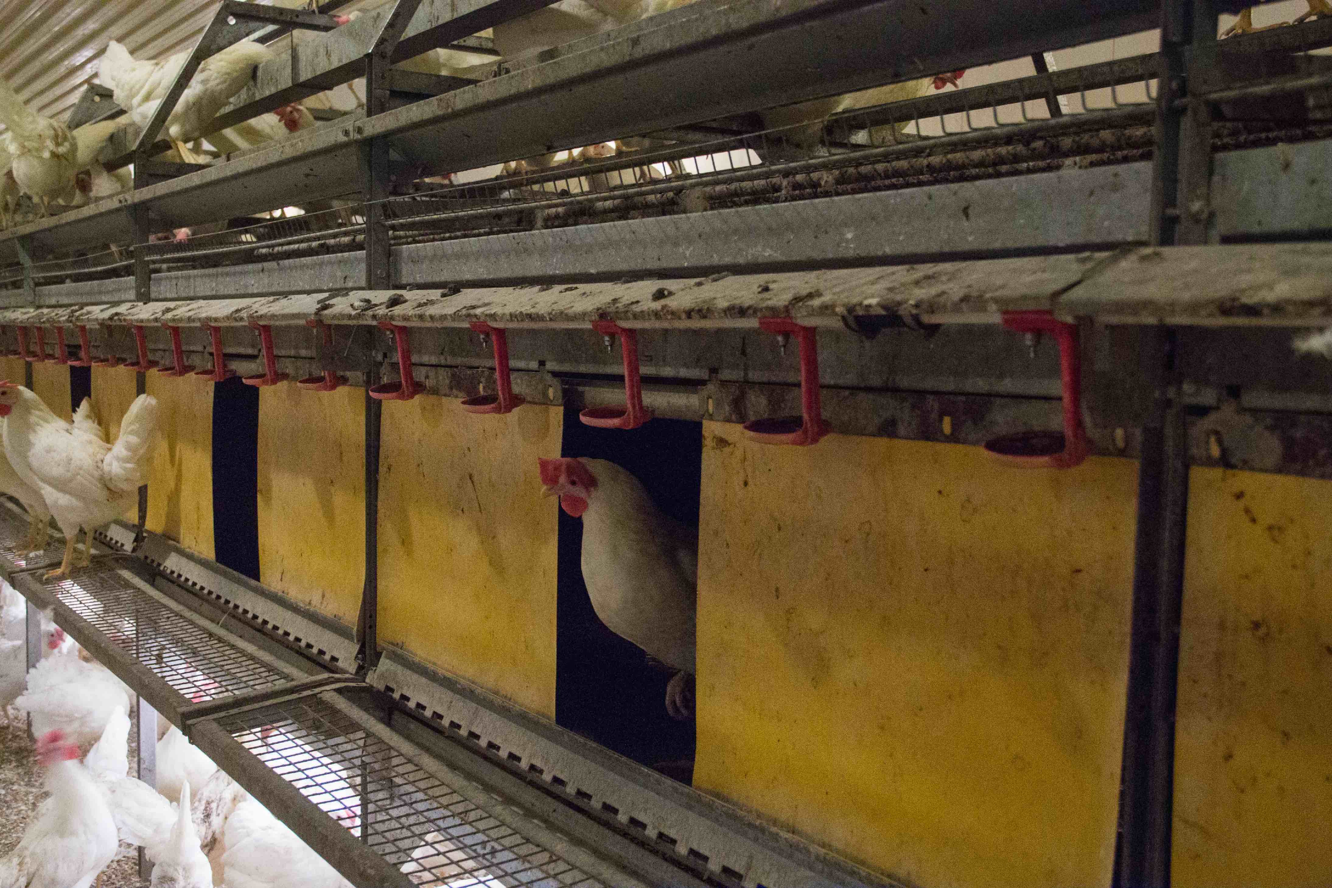 Combi Barn Aviary System