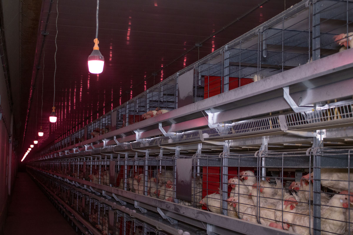 Aisle lighting featuring Once animal-centric LEDs